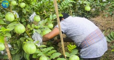 কুষ্টিয়া জেলায় পেয়ারা চাষে