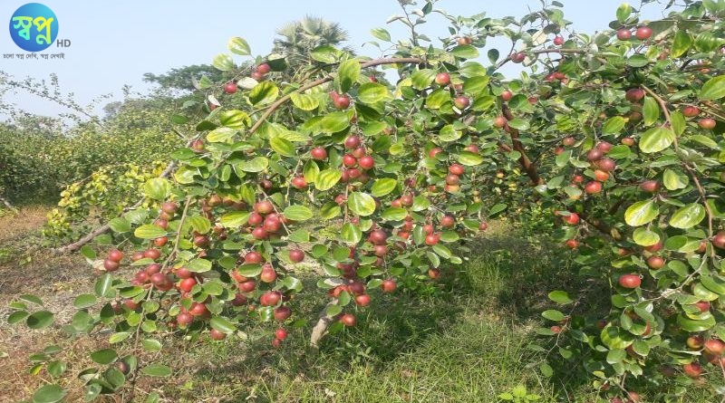 সাতক্ষীরার তালায় কুল চাষে