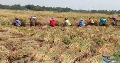 যশোরের শার্শার মাঠে